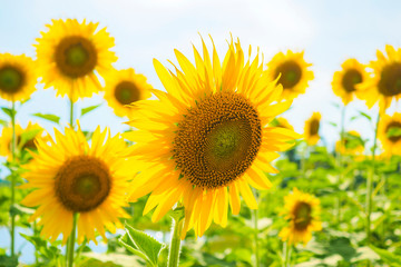 Sunflowers blooming  on blue sky background ,fresh & daylight summer concept.