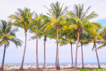Fototapeta premium Coconut trees with sea view background ,summer or vacation concept