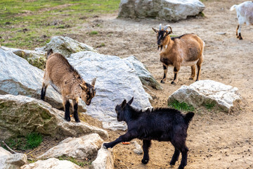 goats fighting in Opel zoo, Königstein im Taunus