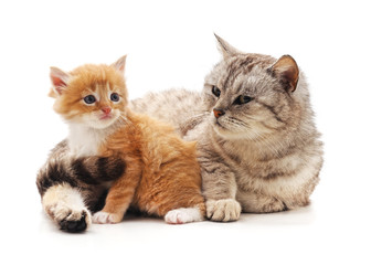 Mom cat with kitten.