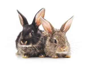 Two small rabbits.