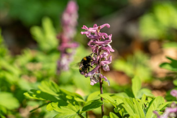 signs of spring: a bumblebee on corydalis flower in frankfurt, germany