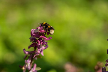 signs of spring: a bumblebee on corydalis flower in frankfurt, germany