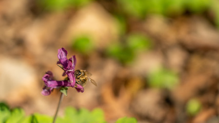 signs of spring: a beeon corydalis flower in frankfurt, germany