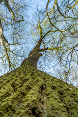 Close up of dark brown tree bark covered with green moss