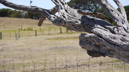 Dead branch on farm