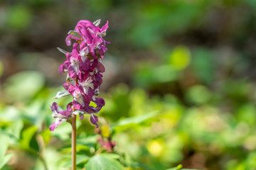 Obraz premium close up of corydalis flower in frankfurt, germany