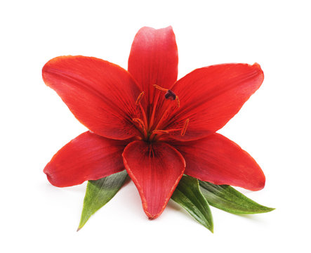 One large red lily.