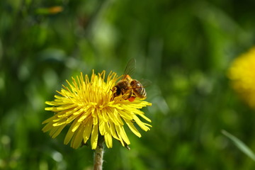 Bee in pollen collect on a dandelion