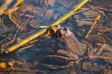 in spring, for green frogs mating