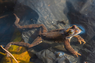 in spring, for green frogs mating