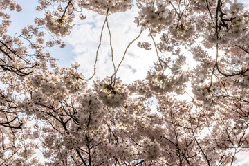 White Cherry blossoms in Frankfurt, Hesse, Germany, Europe