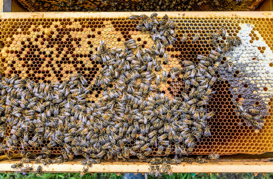 Honey bee beehive Wax Frame with hundrets of bees working