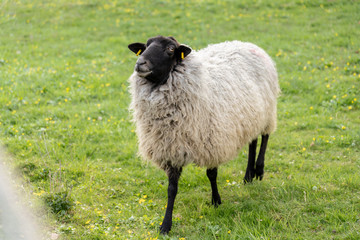 sheep on green meadow in springtime, frankfurt