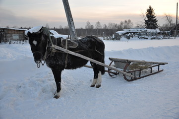 Horse drawn in a sleigh. Village street in winter.