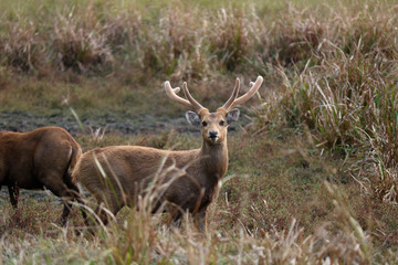 red deer in the forest