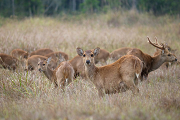herd of deer