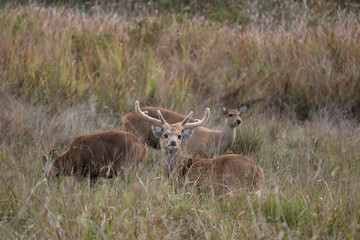 deer in the forest