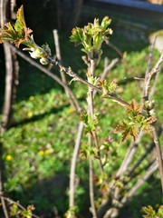 Red currant bush