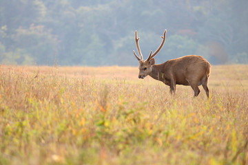 red deer stag