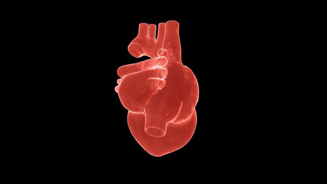 Beating human heart wireframe rotating with Luma Matte, seamless loop