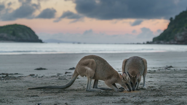 K&auml;ngurus bei Sonnenaufgang am Meer in Queensland Australien
