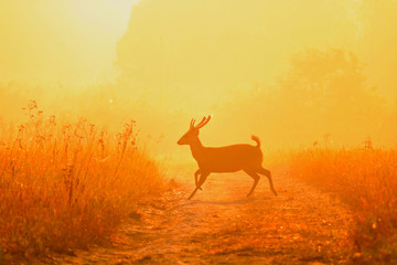 silhouette of deer