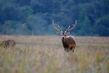 red deer stag