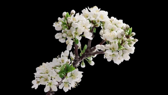 Cherry-tree flowers blooming. Time lapse with alpha channel (codec: png+alpha with black background)