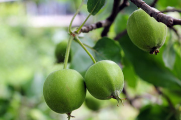 Small green apples ripen on a branch in the garden.