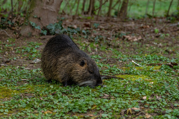 Coypu or Nutria rodent in the wild