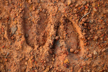 wild footprints