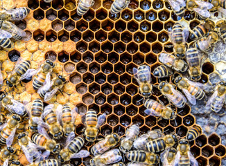 Honey bee beehive Wax Frame with bees breed