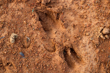 wild footprints