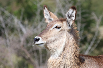 Wasserbock / Waterbuck / Kobus ellipsiprymnus