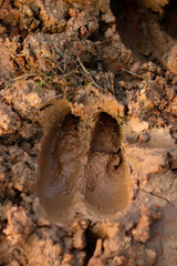 wild footprints