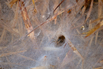 spider