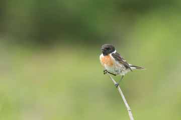 Fototapeta premium Schwarzkehlchen