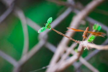 dragonfly on a blade of grass