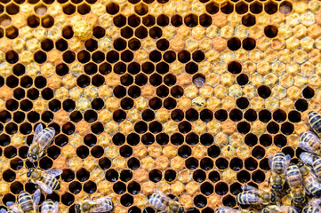 Honey bee beehive Wax Frame with bees breed