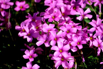 URUGUAY,Montevideo, Parque Rodo, Rosaleda