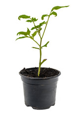 Young tomato plant in a flowerpot isolated
