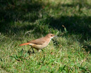 URUGUAY,Montevideo, Parque Rodo, Rosaleda