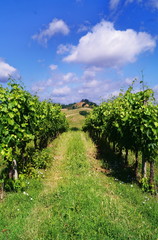 Fototapeta na wymiar Vineyard in the Valdarno, Tuscany, Italy