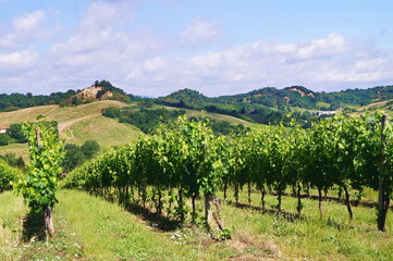Fototapeta na wymiar Vineyard in the Valdarno, Tuscany, Italy