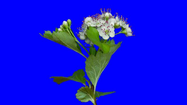 Hawthorn flowers blooming, Time lapse with alpha channel (codec: png+alpha with blue background)