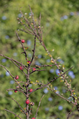 Wild fruit found in  tree in the nature