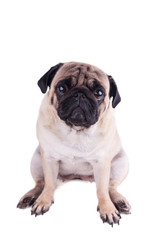 Fototapeta premium Portrait of a pug dog with big sad eyes. Isolated