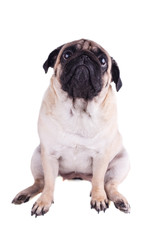 Fototapeta premium Sad dog pug sits and looking up. Isolated