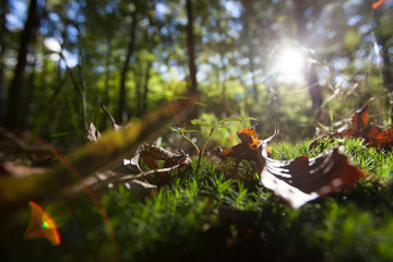 sun rays and green grass